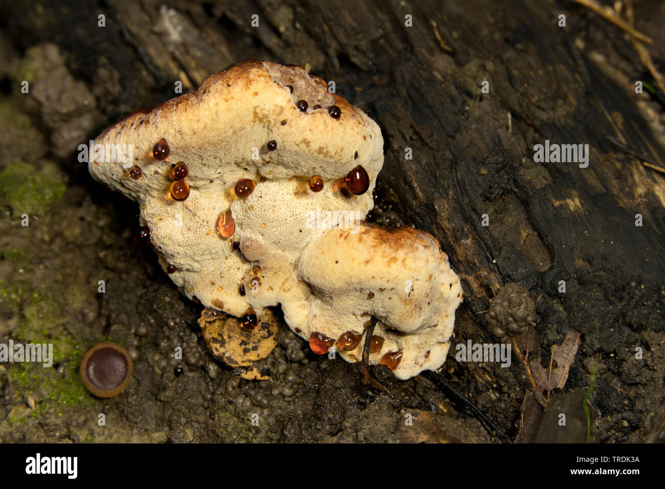 blushing rosette (Abortiporus biennis), on dead wood, Netherlands, Northern Netherlands Stock Photo