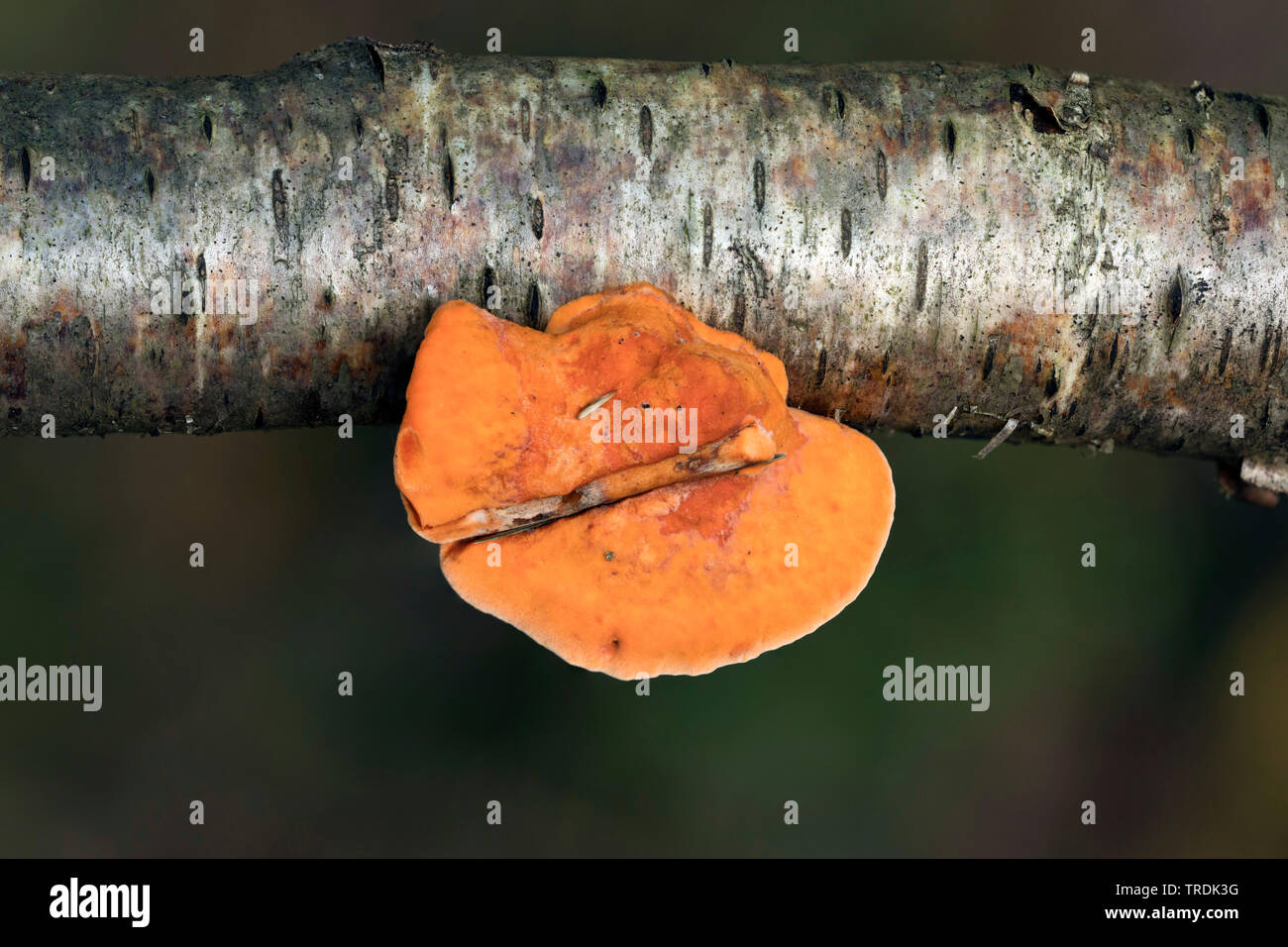 cinnabar polypore (Pycnoporus cinnabarinus), on dead wood, Netherlands, Utrecht Stock Photo