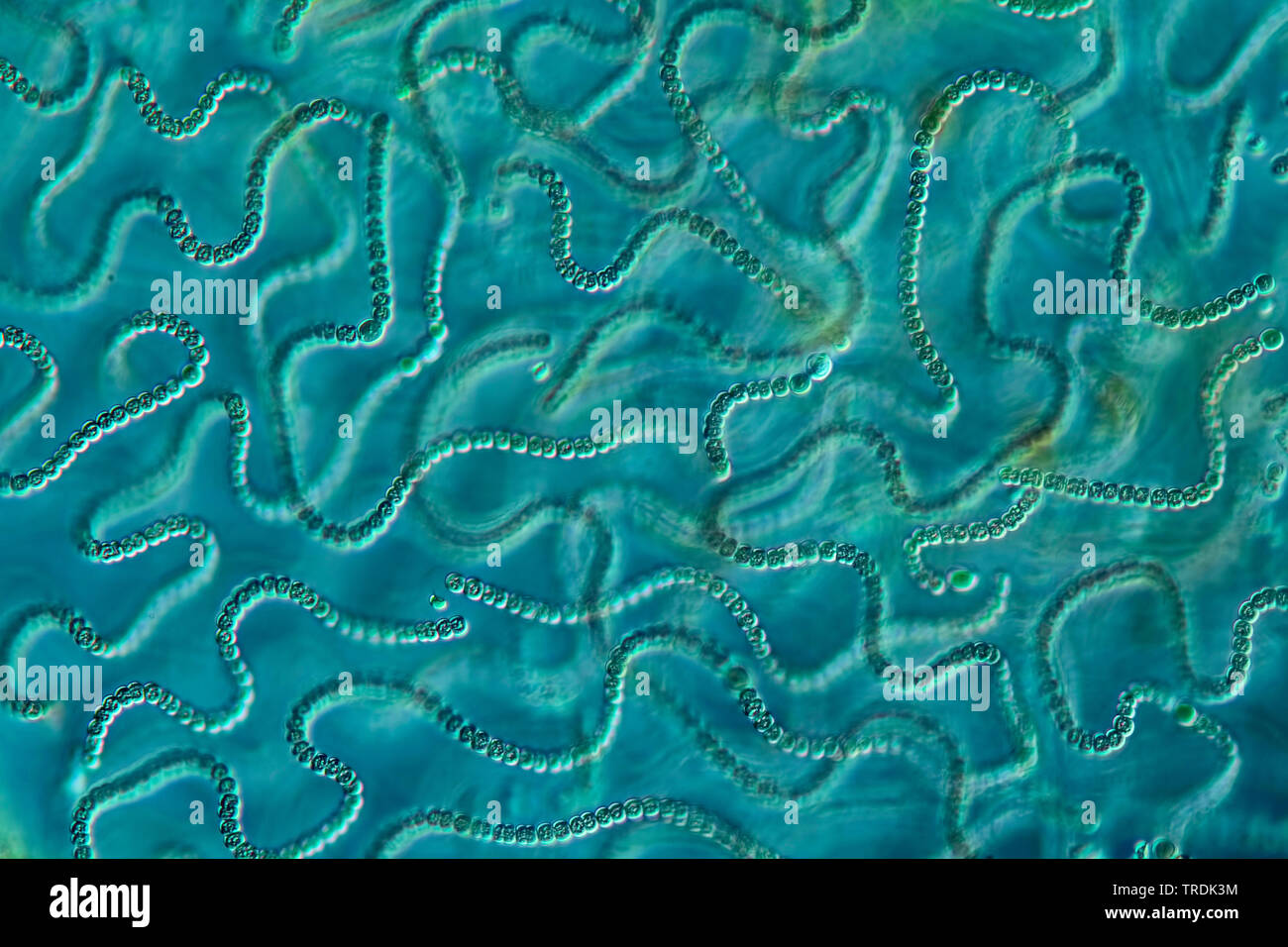 blue-green alga (Cyanobakterien), filaments of Nostoc in differential interference contrast, x 100 Stock Photo