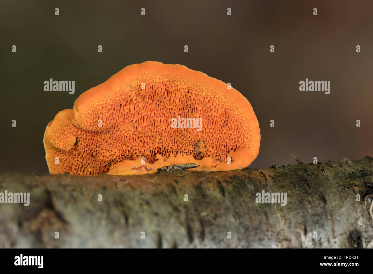 cinnabar polypore (Pycnoporus cinnabarinus), on dead wood, Netherlands Stock Photo