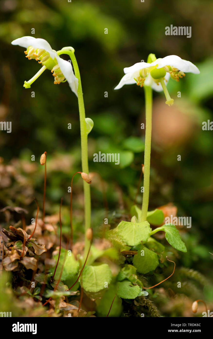 One-flowered pyrola, Woodnymph, One-flowered wintergreen, Single delight, wax-flower (Moneses uniflora), blooming, Austria, Tyrol Stock Photo