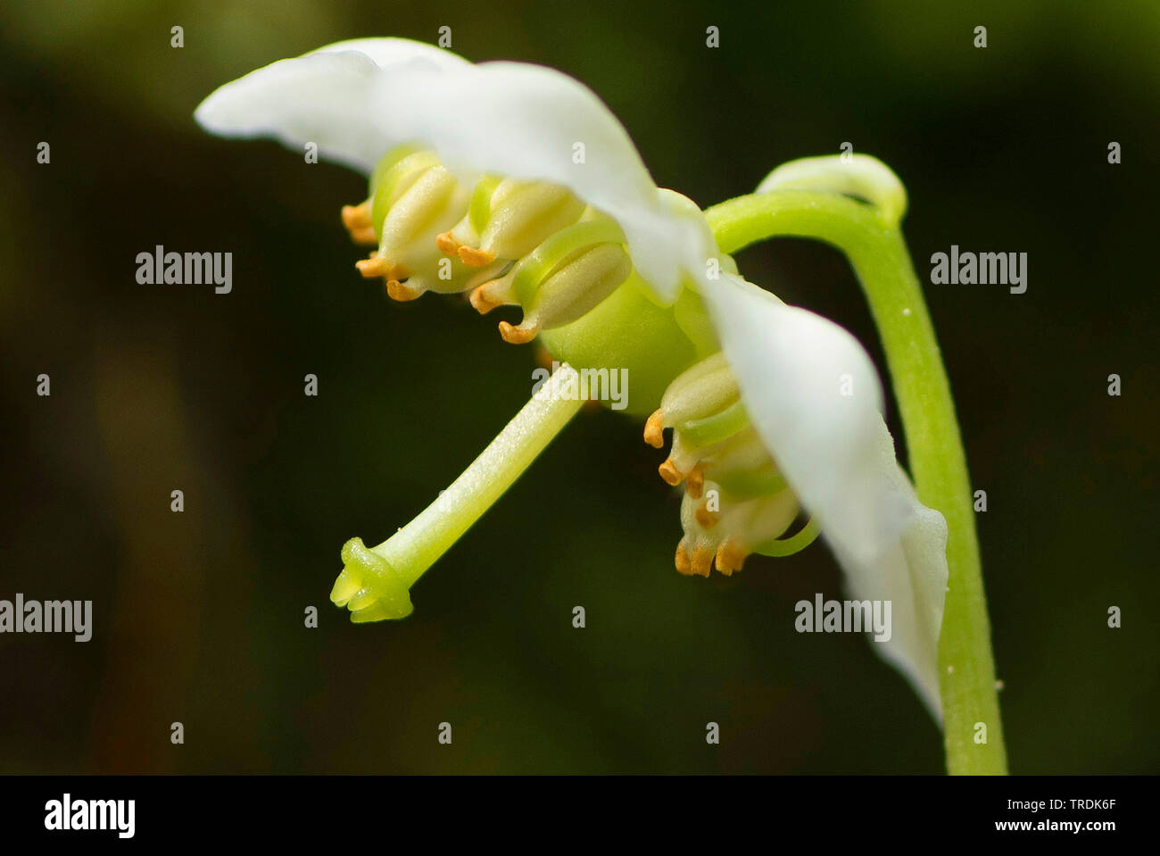 One-flowered pyrola, Woodnymph, One-flowered wintergreen, Single delight, wax-flower (Moneses uniflora), close up of a flower, Austria, Tyrol Stock Photo