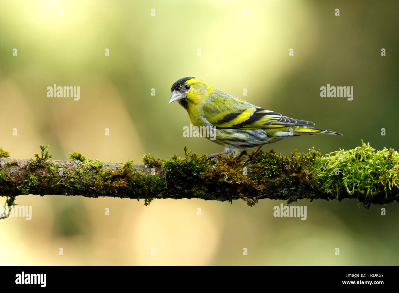 spruce siskin (Carduelis spinus), male perching on a mossy branch, Netherlands Stock Photo