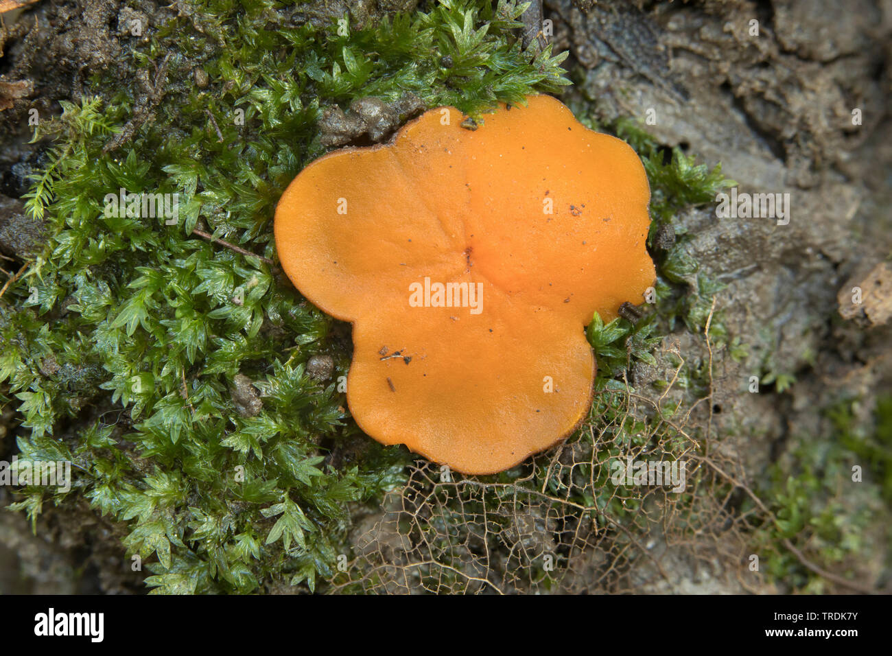 orange cup (Melastiza chateri), on the ground, Netherlands, Zeeland Stock Photo