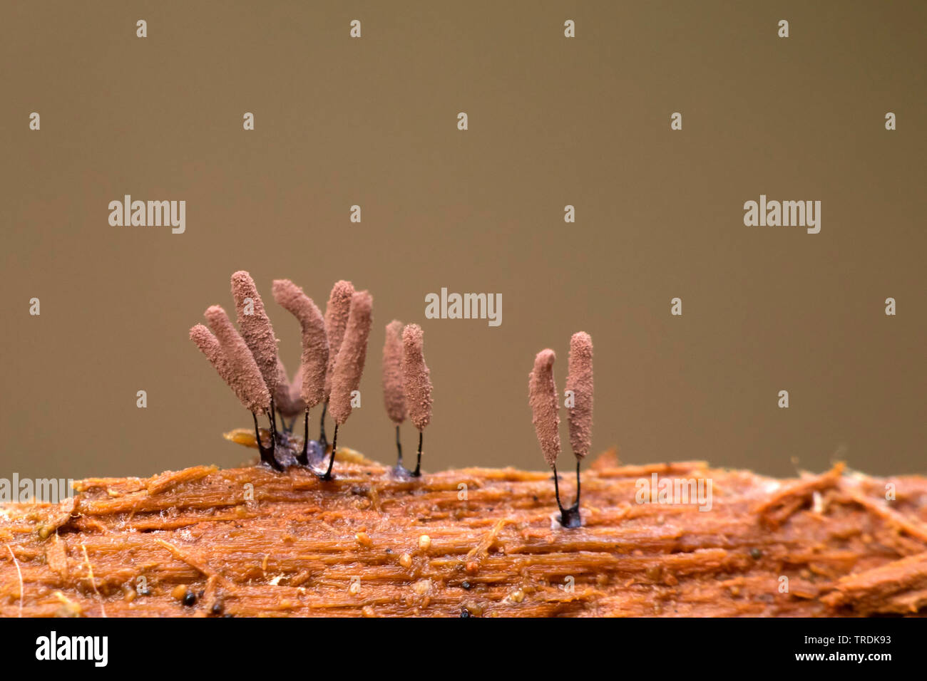 slime mold (Stemonitis axifera), on dead wood, Netherlands, Utrecht Stock Photo