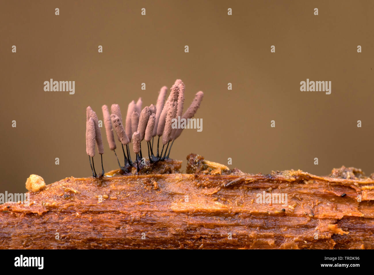 slime mold (Stemonitis axifera), on dead wood, Netherlands Stock Photo