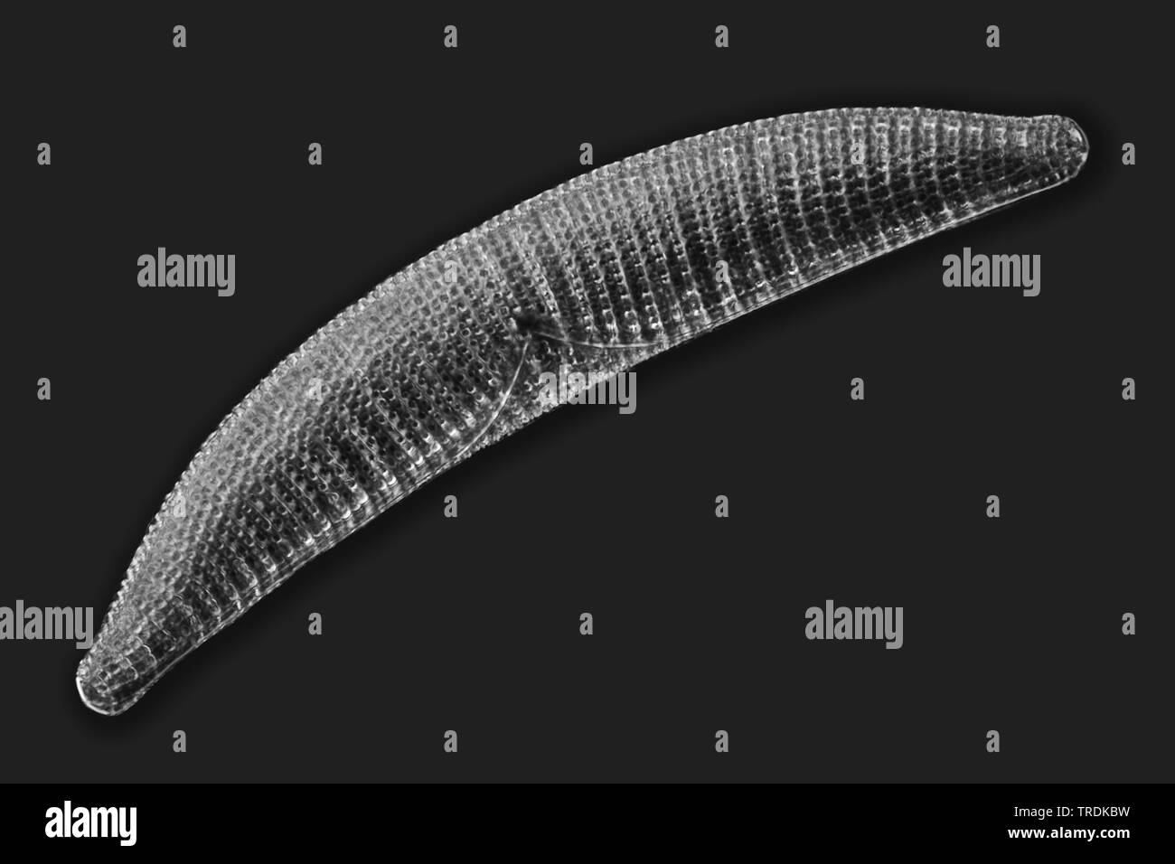 diatom (Diatomeae), fossile diatom in darkfield, x 180 Stock Photo