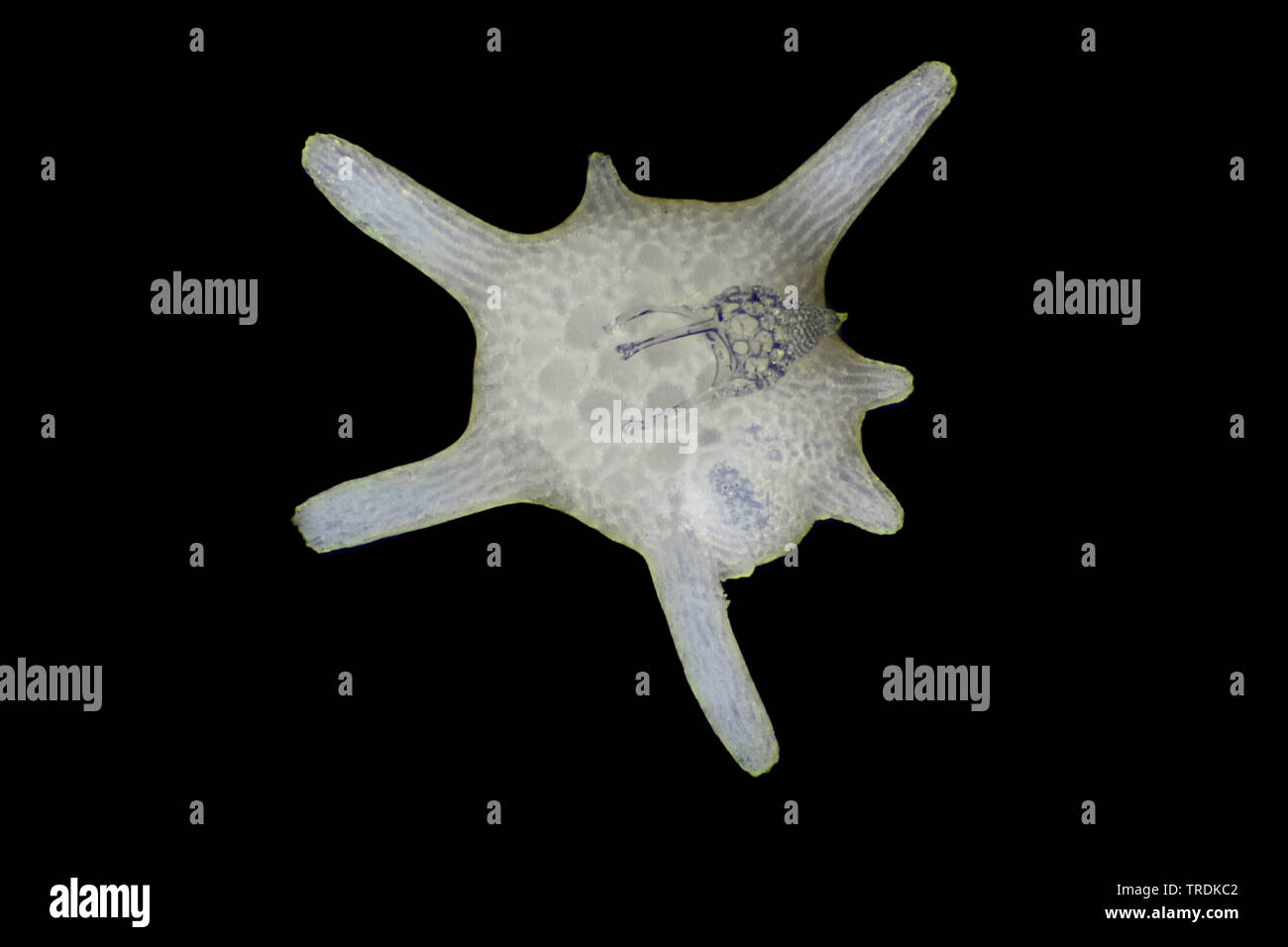 foraminiferans, forams (Foraminiferida), Calcarina from Japan, with radiolarian Stock Photo