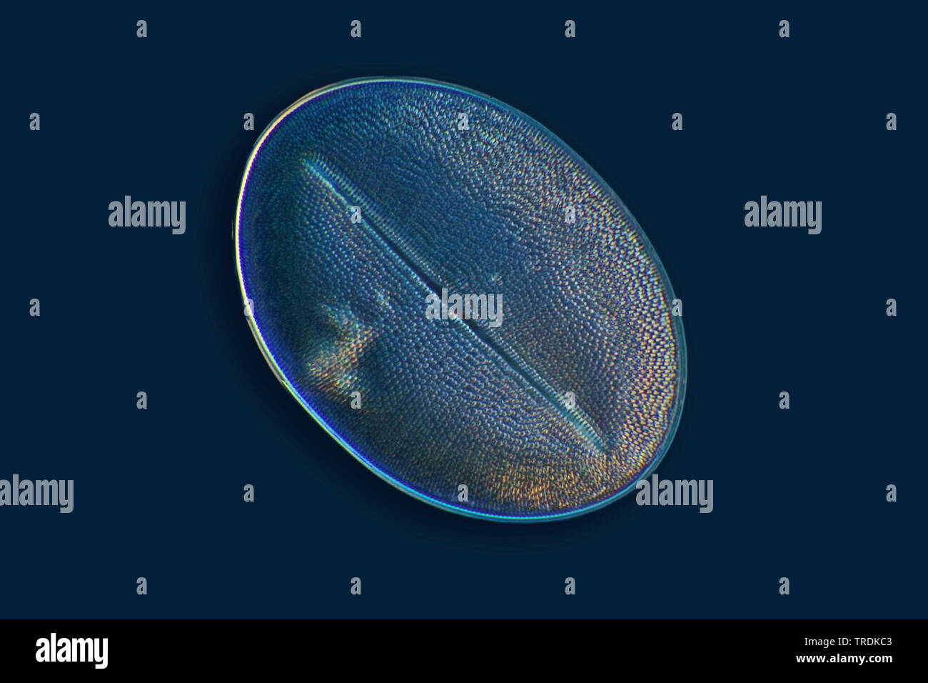diatom (Diatomeae), fossile diatom in differential interference contrast, x 180 Stock Photo
