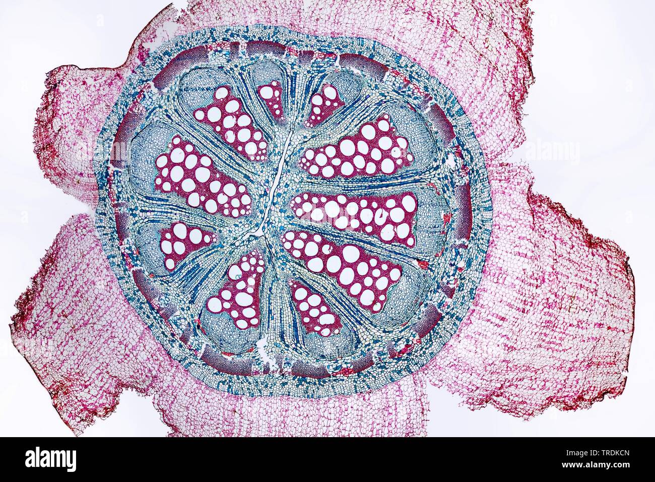dutchman's pipe, pipe vine (Aristolochia macrophylla, Aristolochia sipho), cross section of a sprout, x 12 Stock Photo