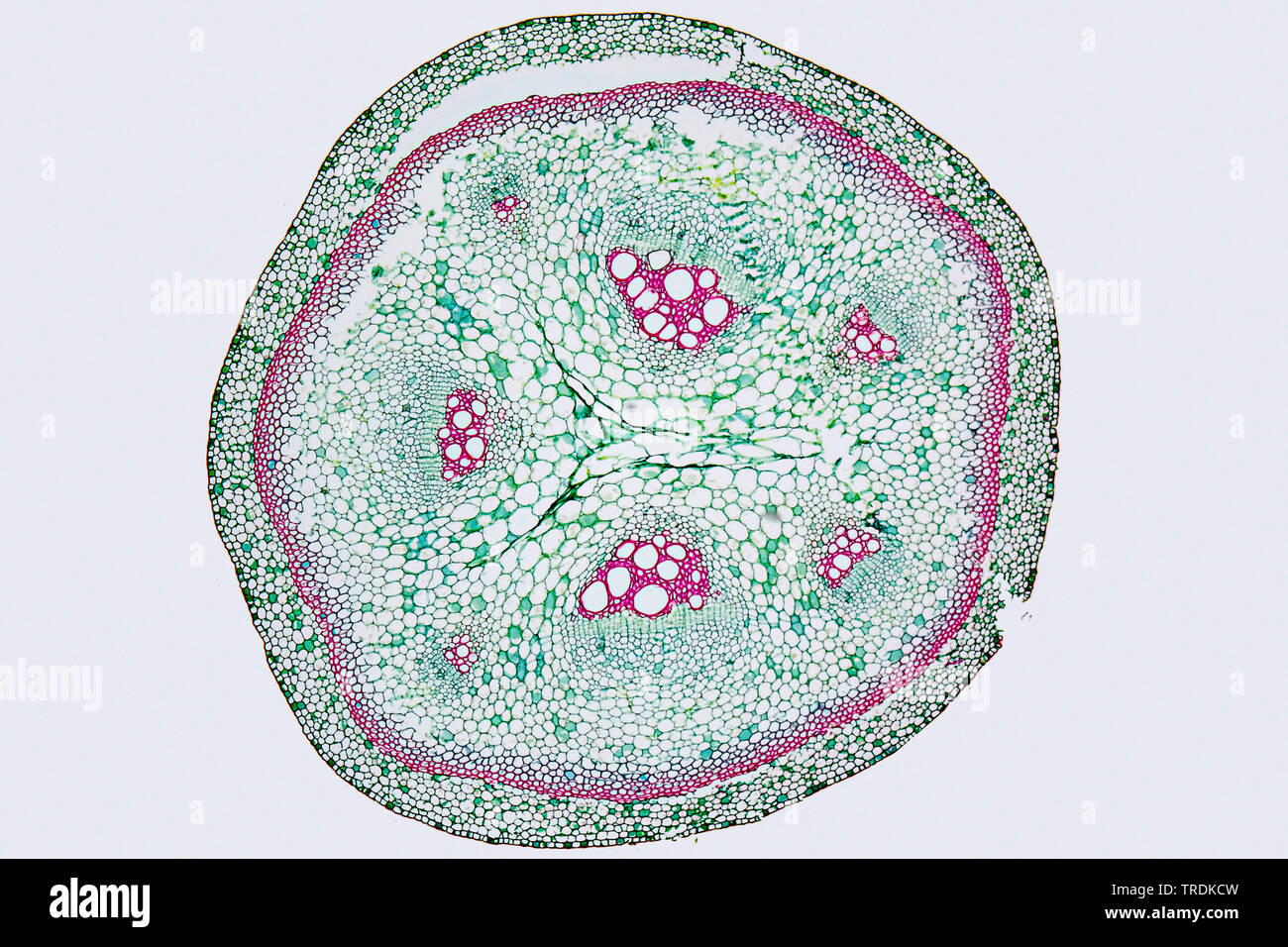 dutchman's pipe, pipe vine (Aristolochia macrophylla, Aristolochia sipho), cross section of a sprout, x 12 Stock Photo