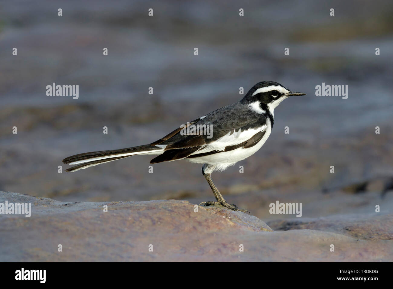 African pied wagtail (Motacilla aguimp), perching on the ground, side view, South Africa, Lowveld, Krueger National Park Stock Photo