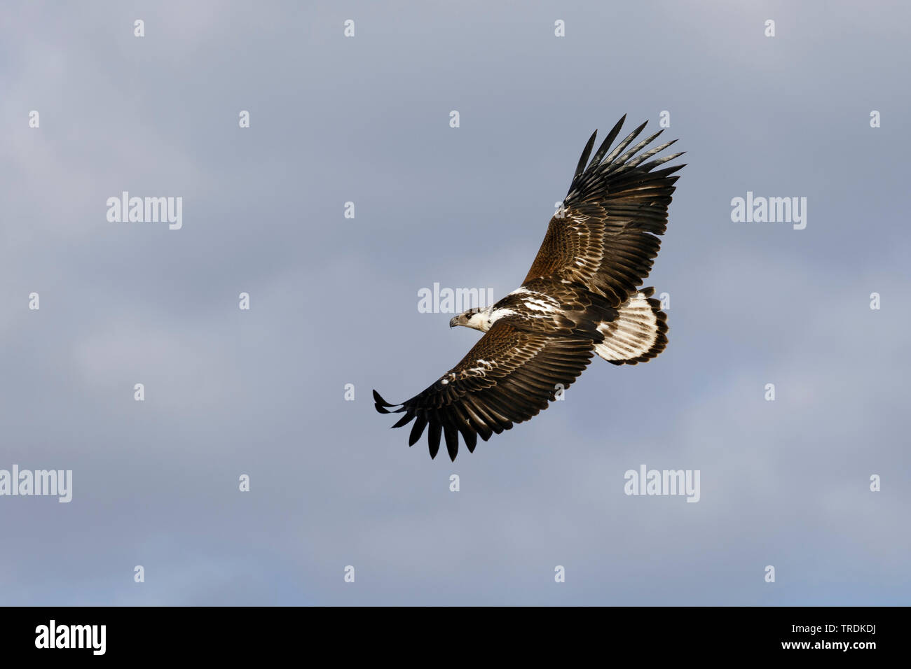 African fish eagle (Haliaeetus vocifer), juvenile bird in flight, view from above, South Africa, Lowveld, Krueger National Park Stock Photo