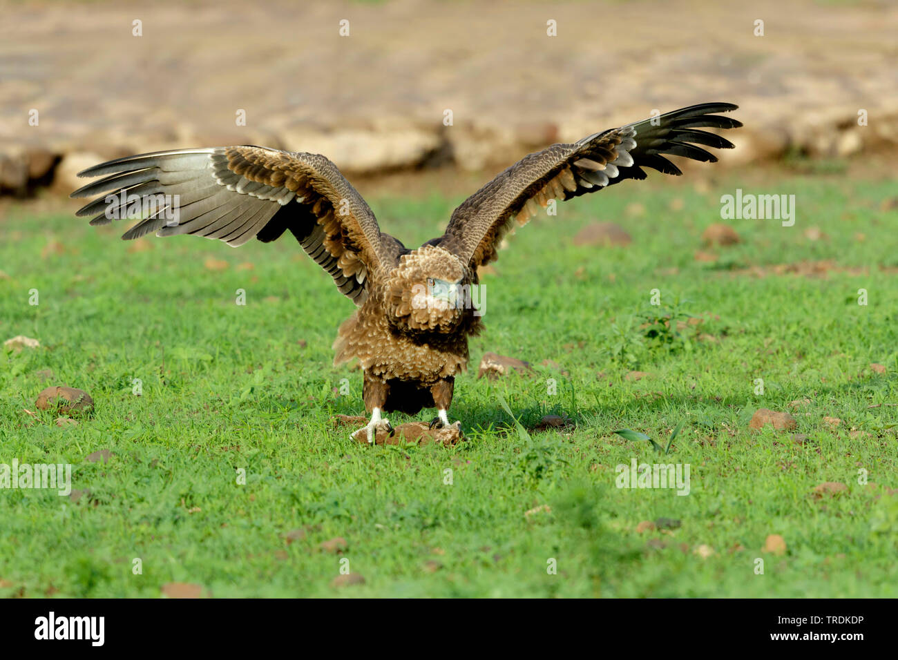 tawny eagle (Aquila rapax), young bird clutching in an hole in the ground, front view, South Africa, Lowveld, Krueger National Park Stock Photo