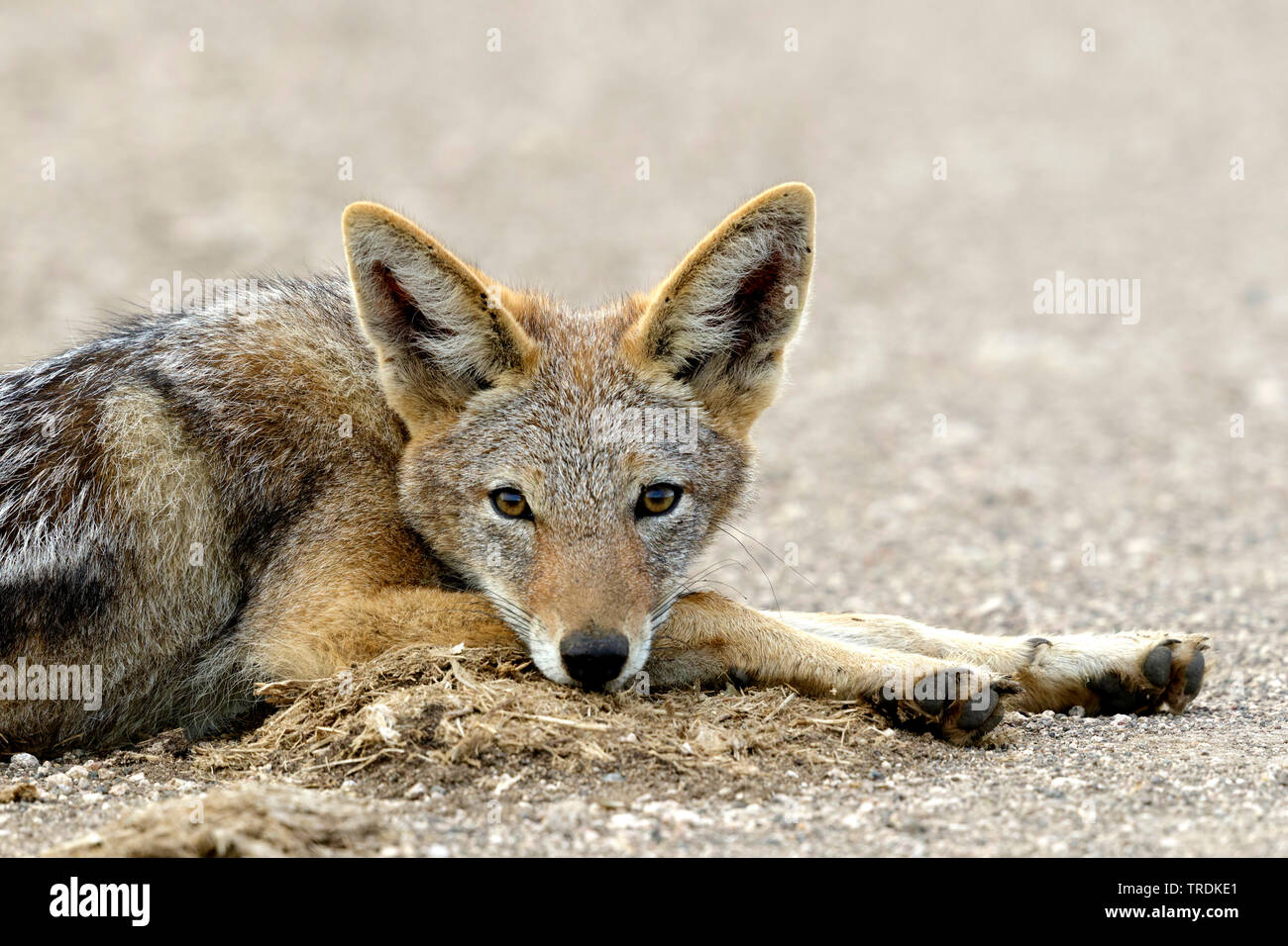 black-backed jackal (Canis mesomelas), lying on a street, South Africa, Lowveld, Krueger National Park Stock Photo