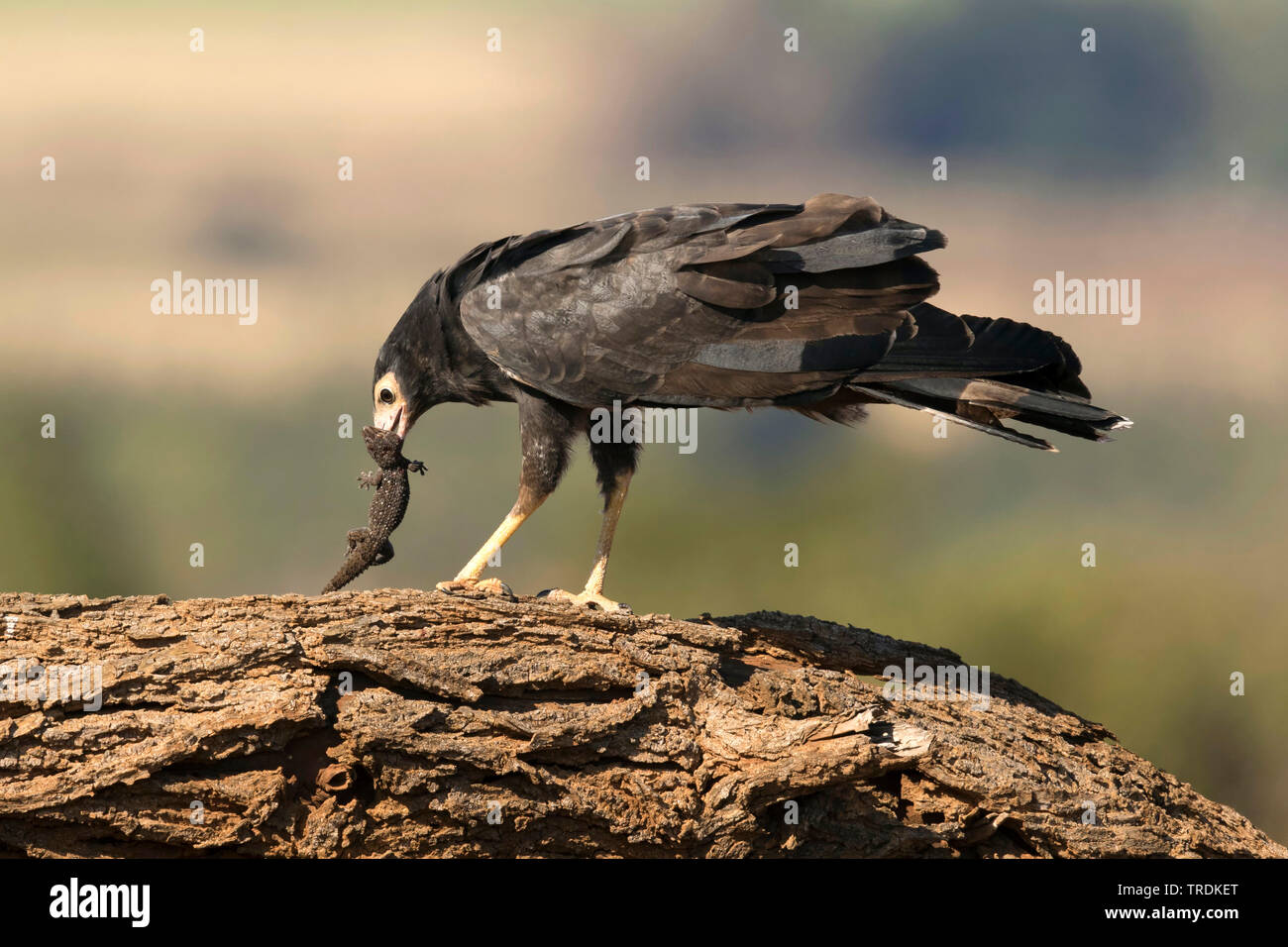 African harrier hawk hi-res stock photography and images - Alamy