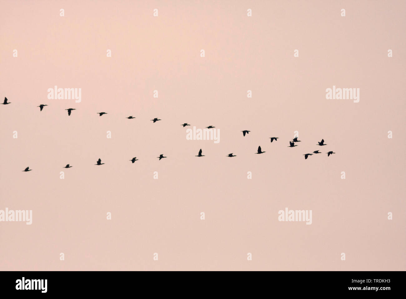 Chinese great cormorant (Phalacrocorax carbo sinensis, Phalacrocorax