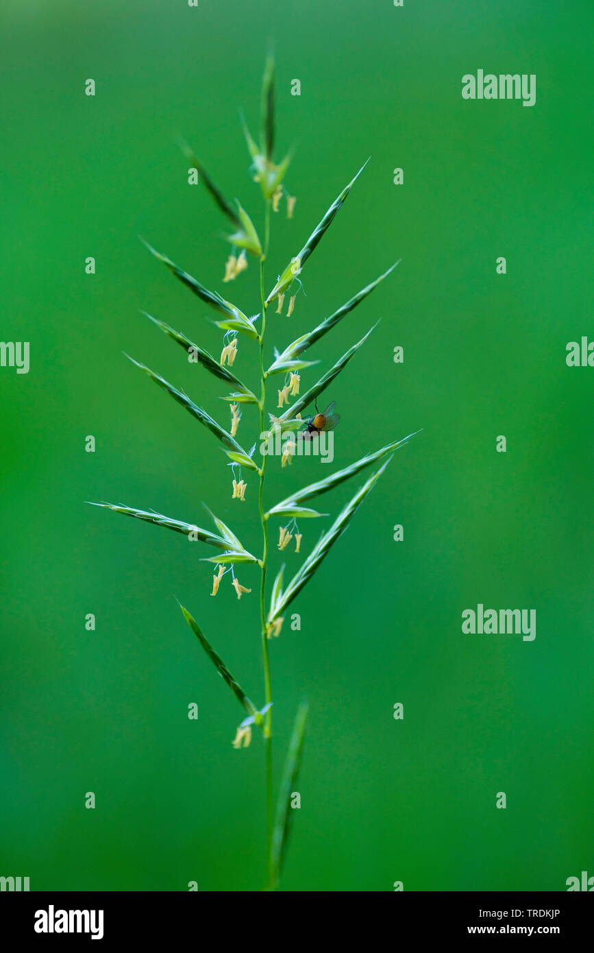 tor-grass (Brachypodium pinnatum), inflorescence, Germany, Bavaria, Murnauer Moos Stock Photo