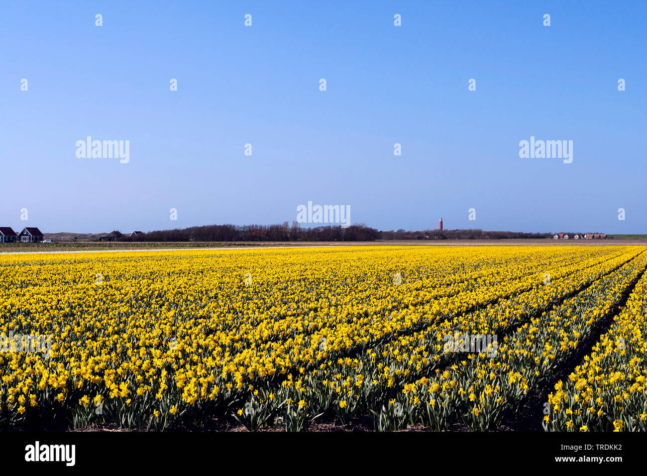 Bulb field with flowering Daffodils on Texel in spring, Netherlands, Texel Stock Photo