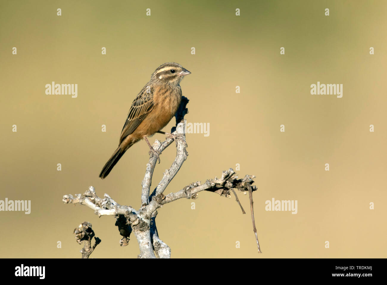 cinnamon-breasted rock bunting (Emberiza tahapisi), sitting on a branch, South Africa, Krueger National Park Stock Photo