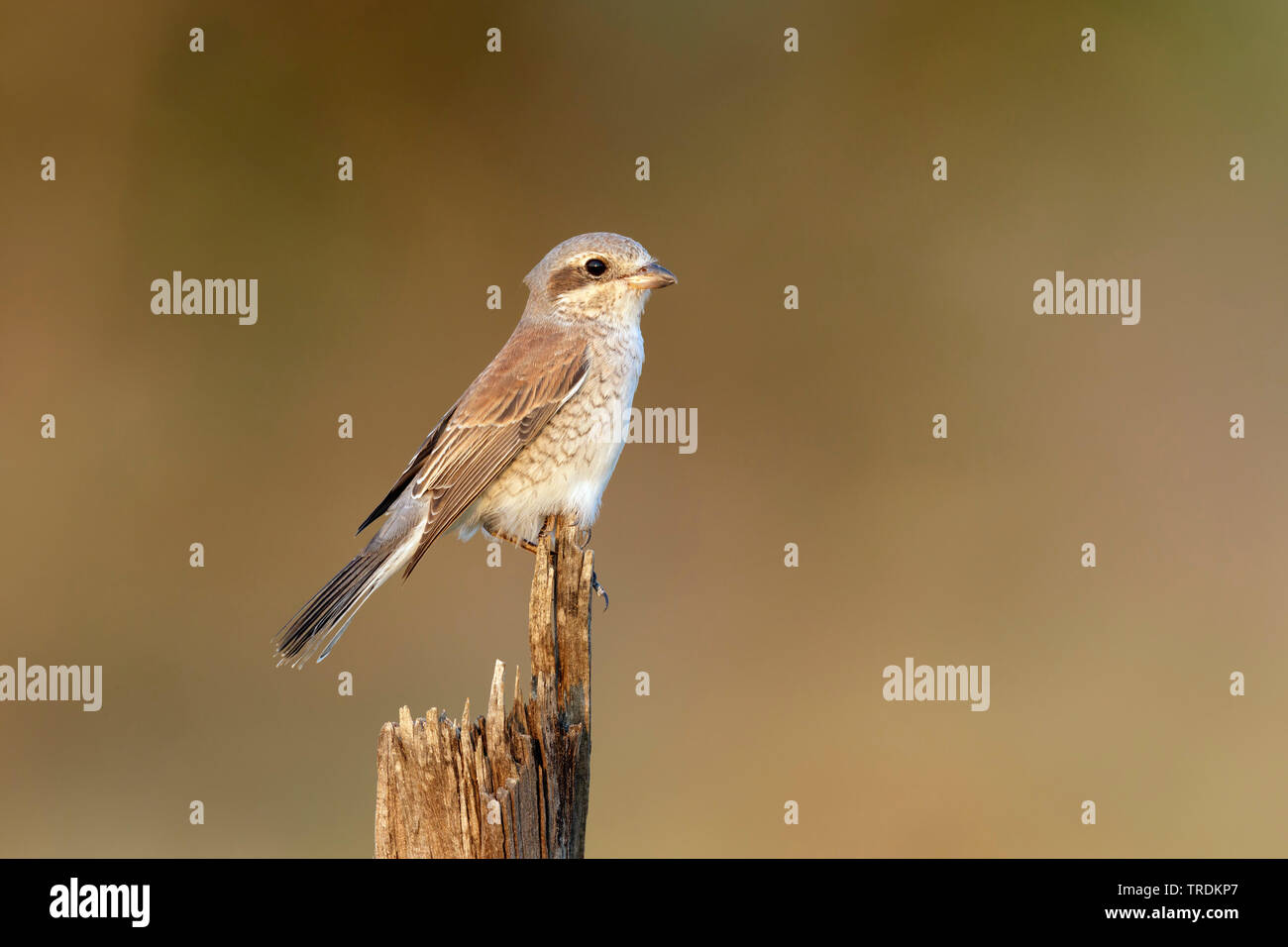 red-backed shrike (Lanius collurio), male sitting on a stump, South Africa, Mpumalanga, Kruger National Park Stock Photo
