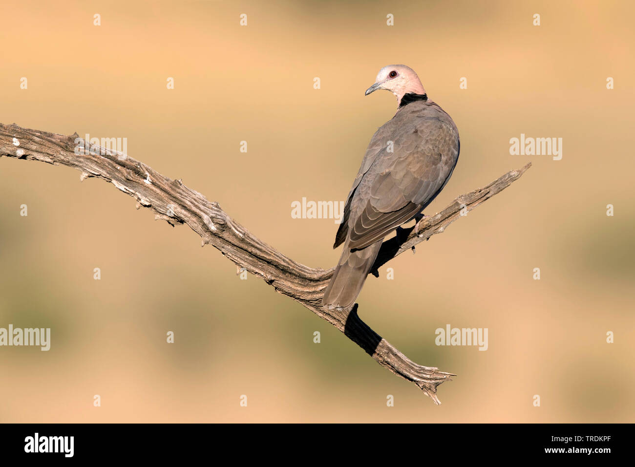 Ring-necked Dove, Cape Turtle Dove, Half-Collared Dove (Streptopelia capicola), sitting on branch, South Africa, Mpumalanga, Kruger National Park Stock Photo