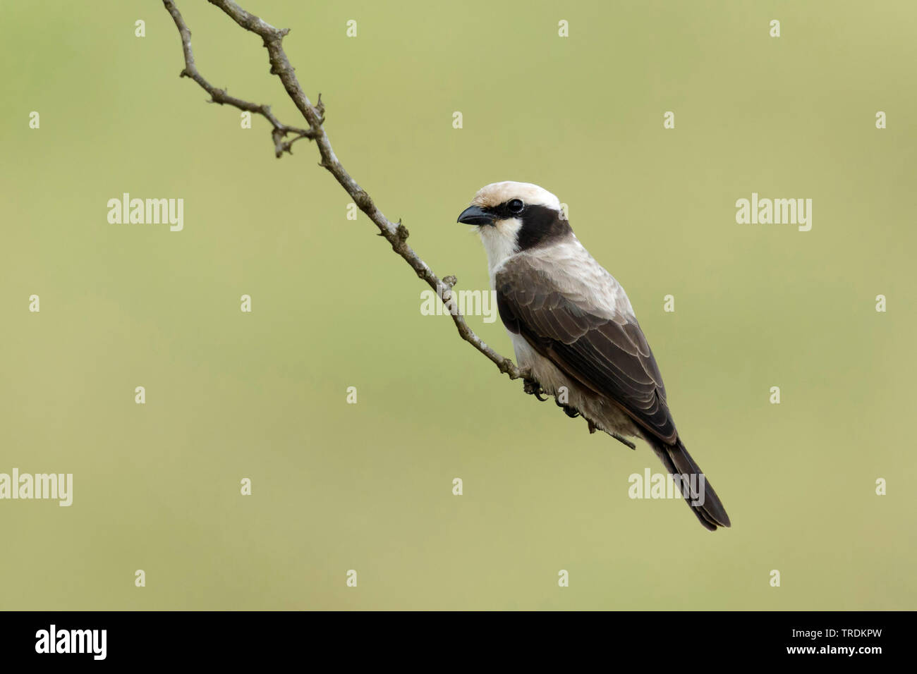White-crowned shrike (Eurocephalus anguitimens), sitting on a branch , South Africa, Mpumalanga, Kruger National Park Stock Photo