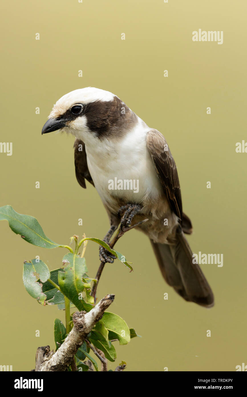 White-crowned shrike (Eurocephalus anguitimens), sitting on a branch , South Africa, Mpumalanga, Kruger National Park Stock Photo