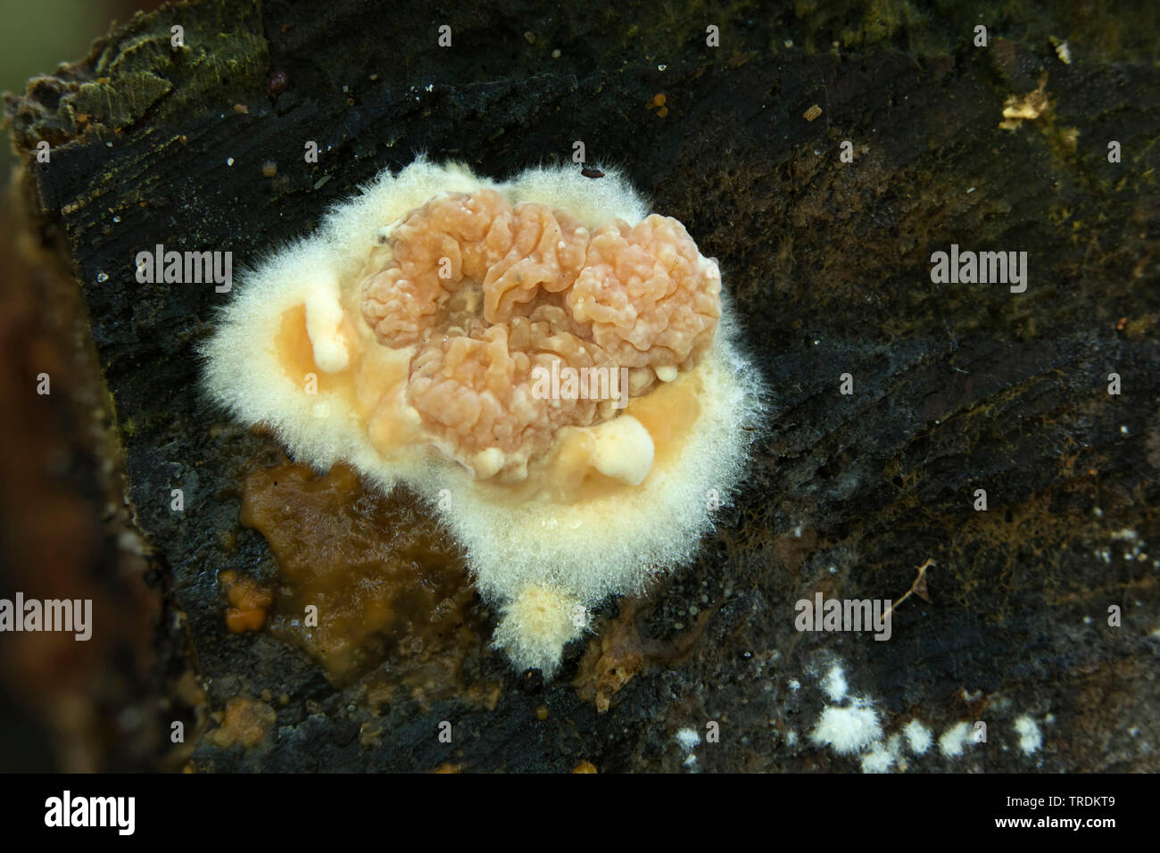 Collybia Jelly (Syzygospora mycetophila), on dead wood, Netherlands, Utrecht Stock Photo