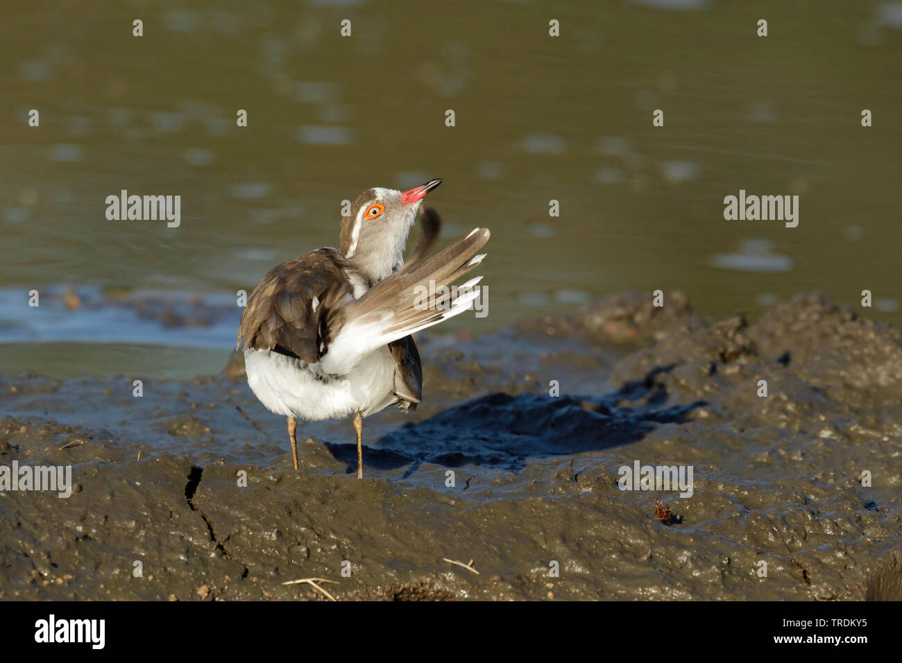 three-banded plover (Charadrius tricollaris), walking in mudd, South Africa, Mpumalanga, Kruger National Park Stock Photo
