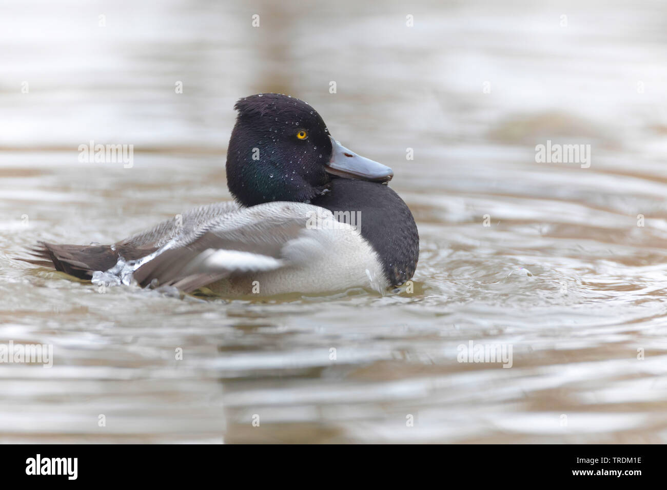 greater scaup (Aythya marila), swimming male, side view, Germany, Bavaria Stock Photo