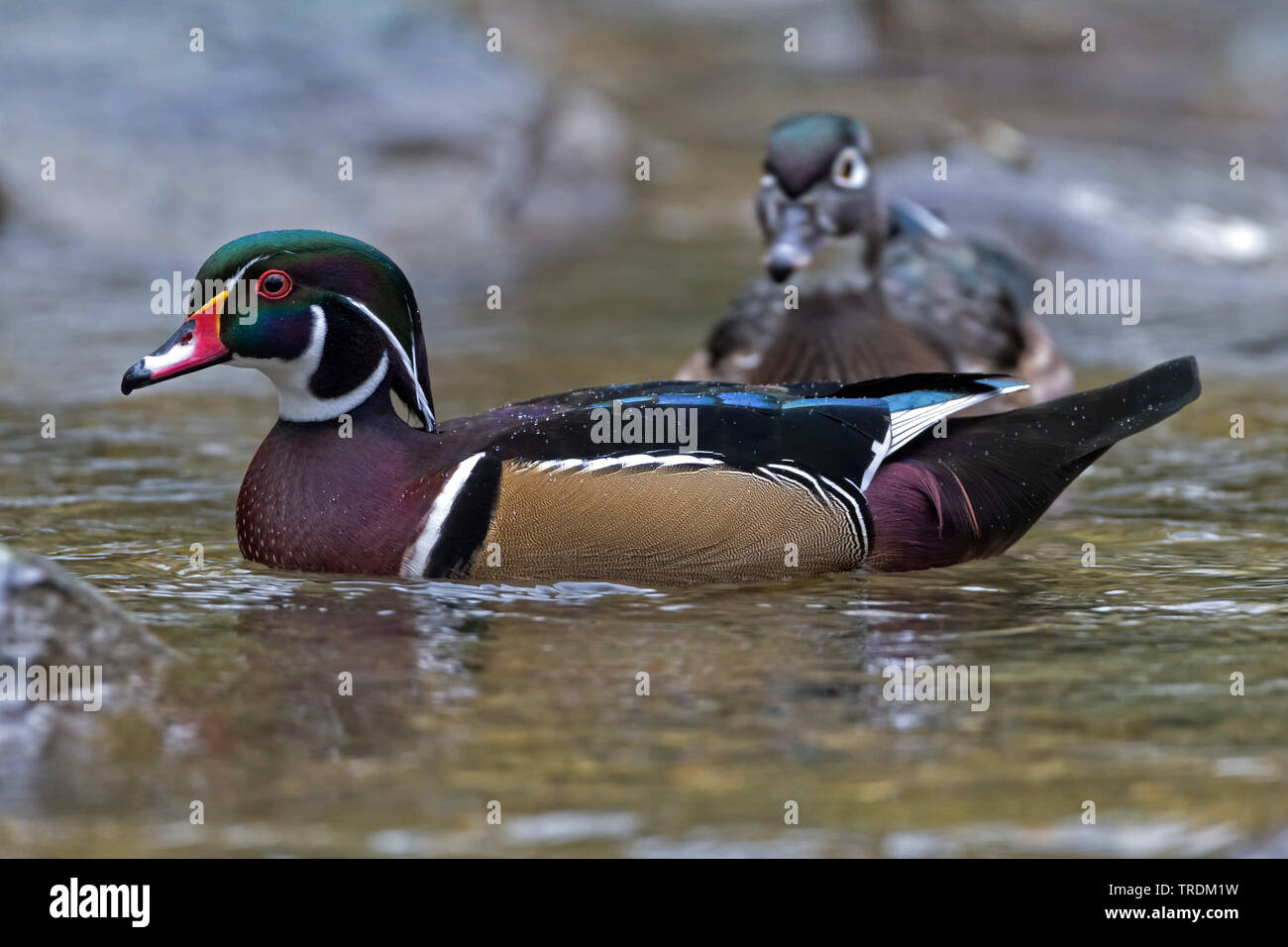 wood duck (Aix sponsa), swimming male in breeding plumage, side view, Germany, Bavaria Stock Photo