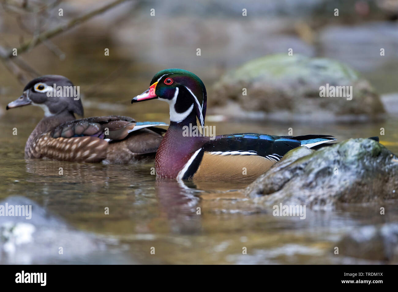 wood duck (Aix sponsa), swimming duck pair, side view, Germany, Bavaria Stock Photo
