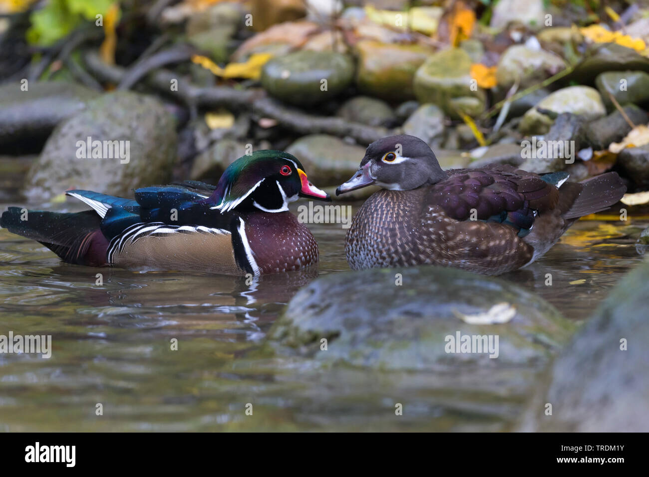 wood duck (Aix sponsa), pair schwimming, Germany, Bavaria Stock Photo