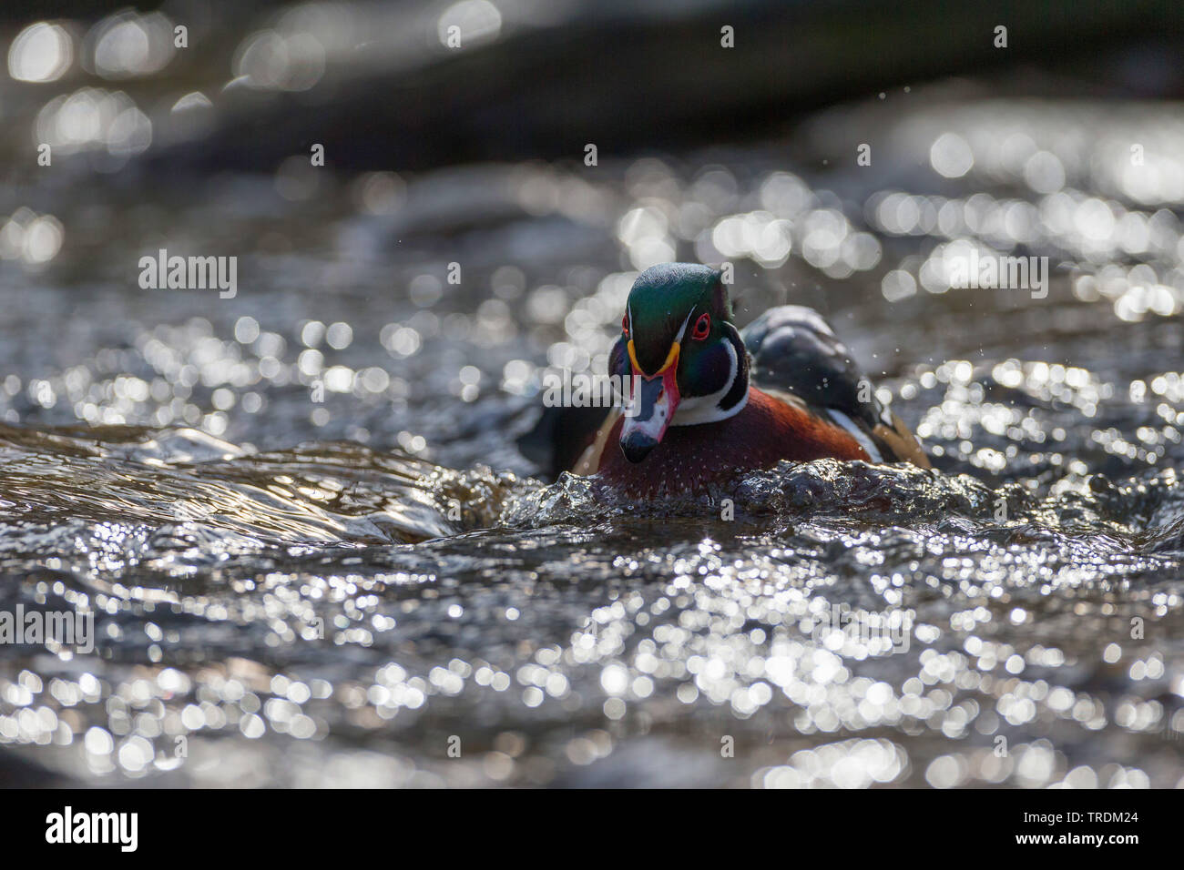 wood duck (Aix sponsa), swimming male in breeding plumage, front view, Germany, Bavaria Stock Photo