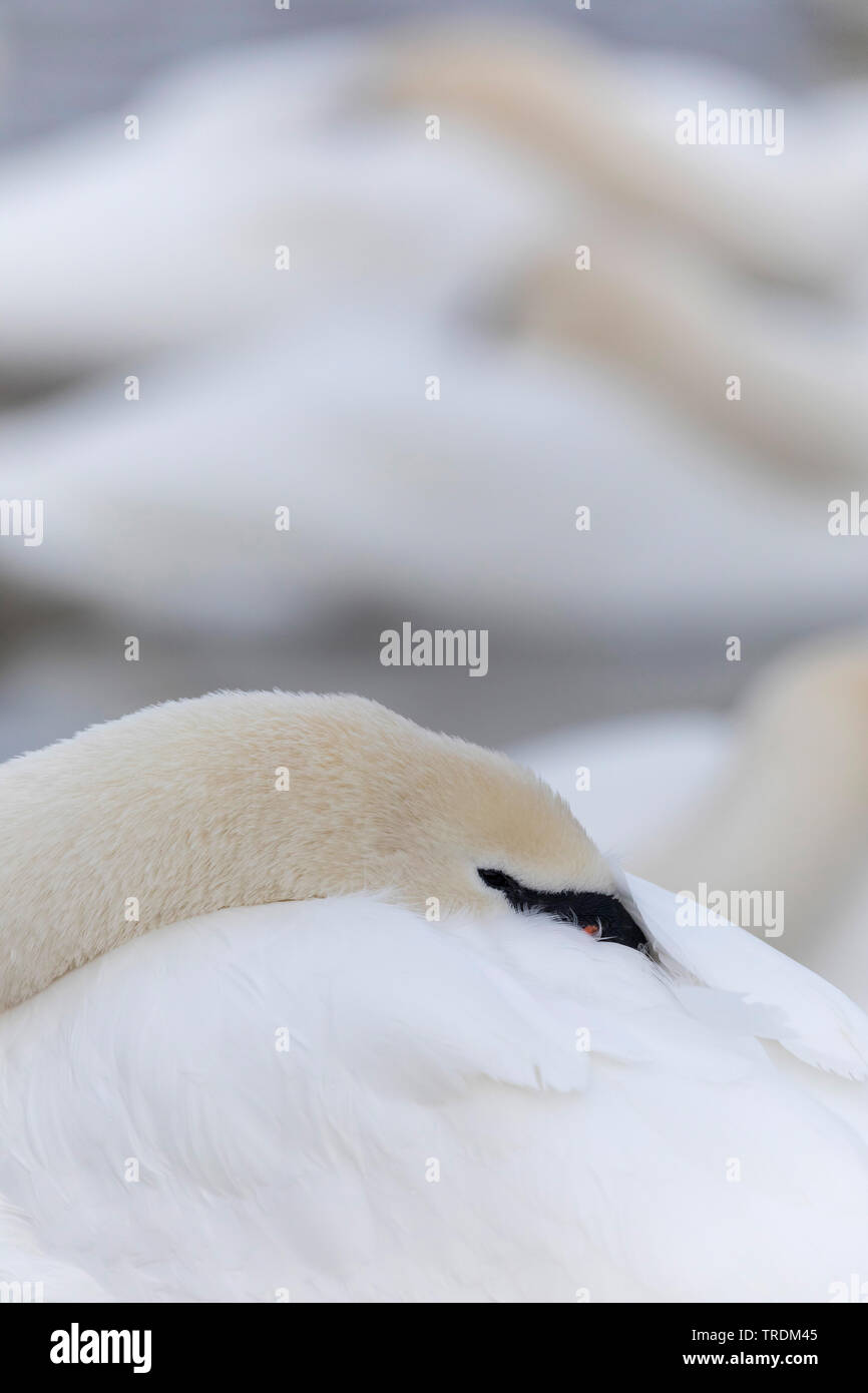 mute swan (Cygnus olor), sticking the head into the plumage, side view, Germany, Bavaria Stock Photo