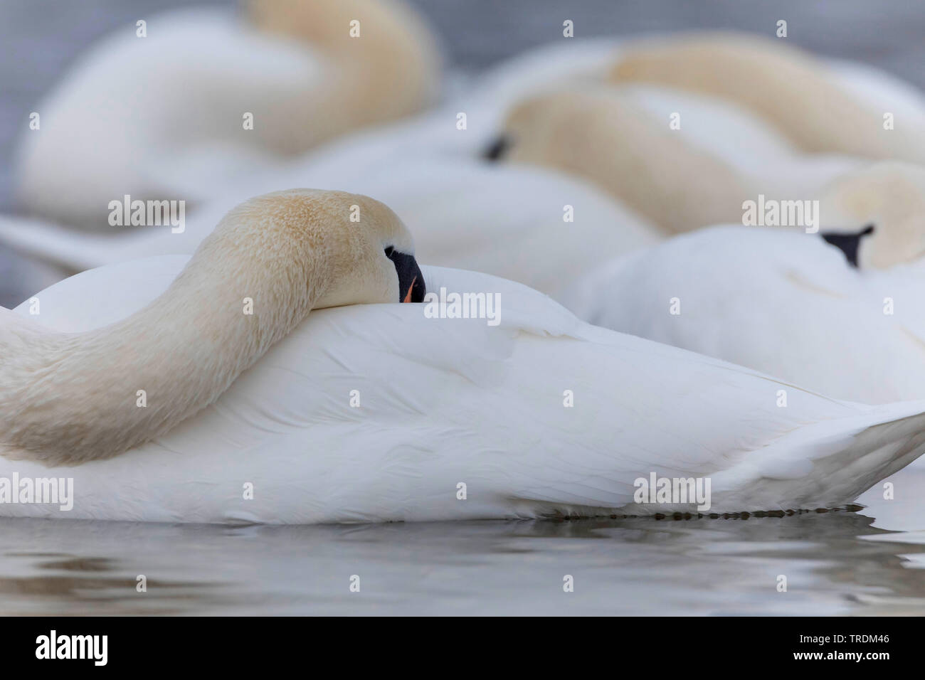 mute swan (Cygnus olor), sticking the head into the plumage, side view, Germany, Bavaria Stock Photo