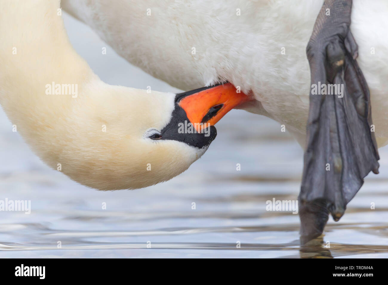 mute swan (Cygnus olor), grooming, side view, Germany, Bavaria Stock Photo