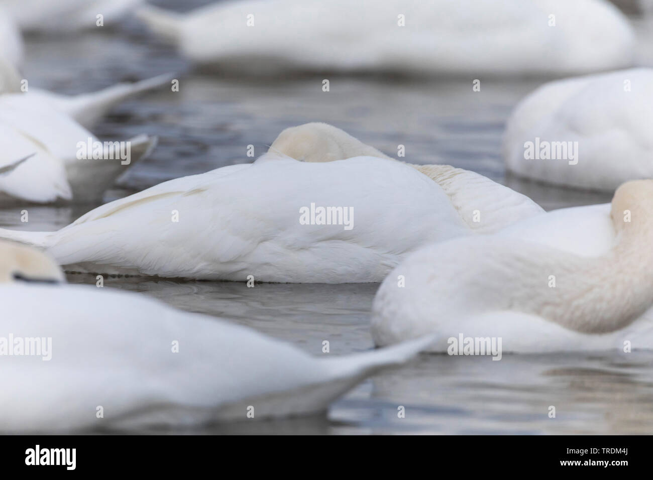 mute swan (Cygnus olor), mute swans sticking the heads into the plumage, side view, Germany, Bavaria Stock Photo