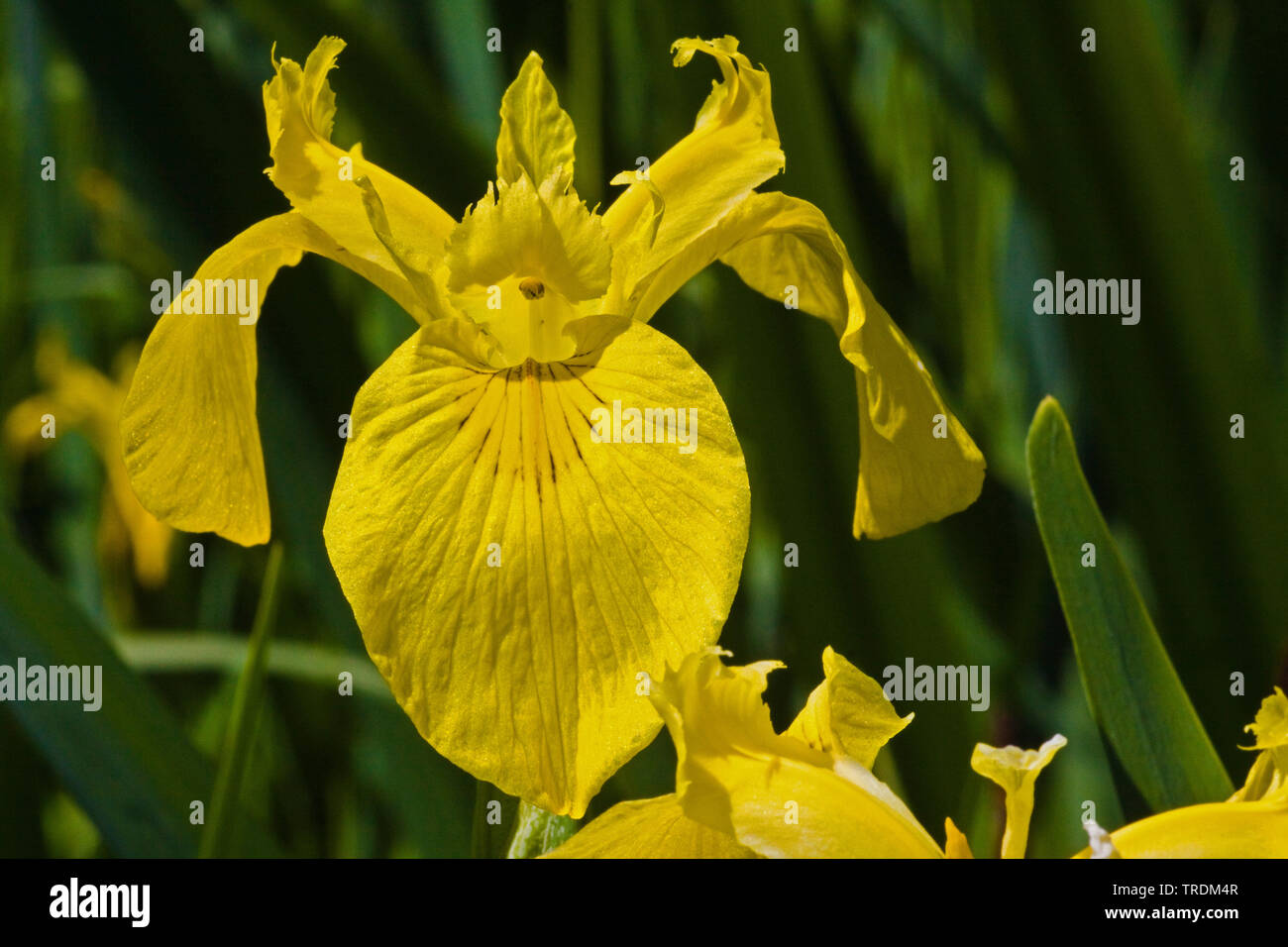 yellow iris, yellow flag (Iris pseudacorus), flower, Germany, Bavaria Stock Photo