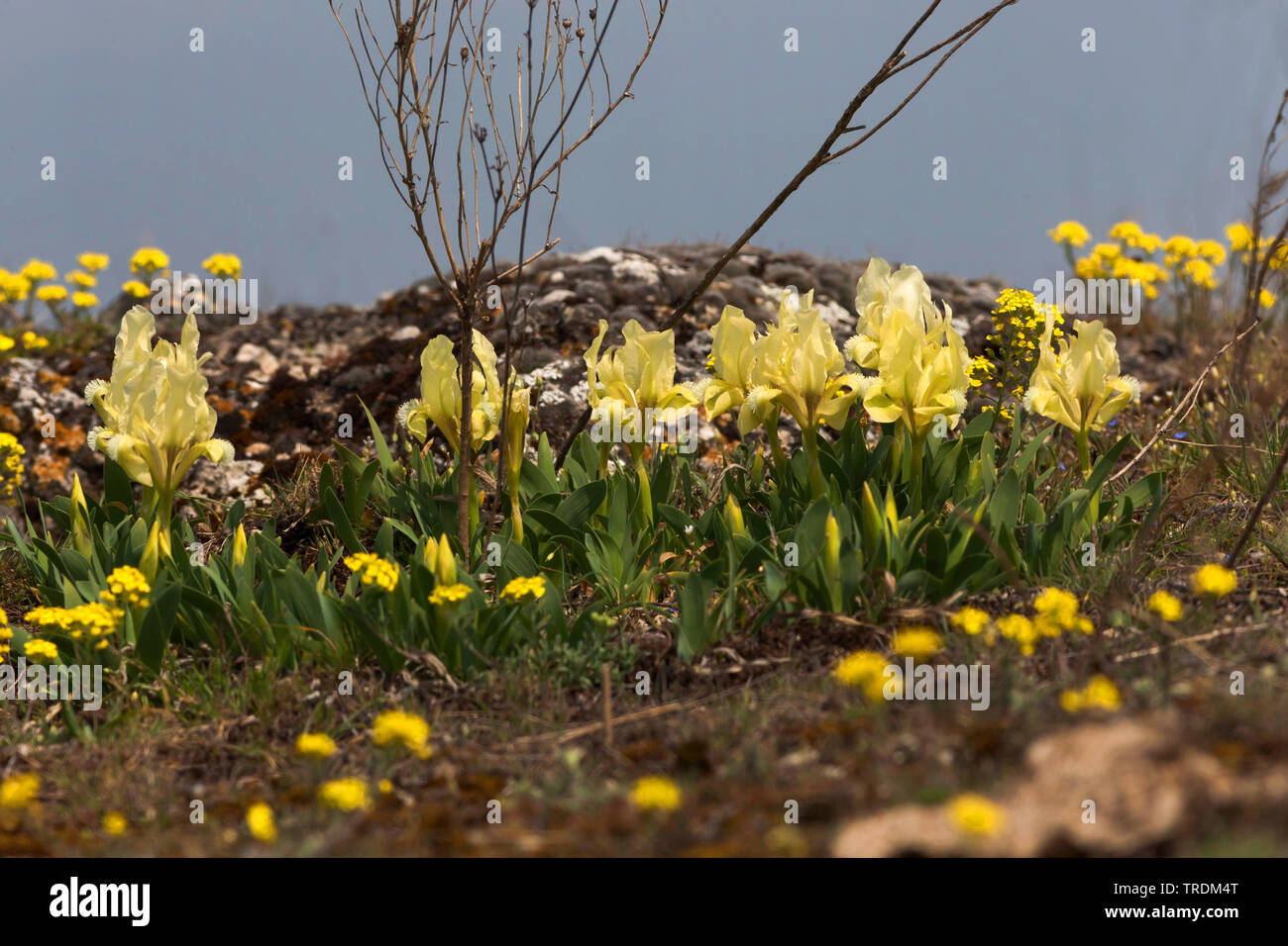 pygmy iris, dwarf Iris (Iris pumila), blooming, Austria, Burgenland Stock Photo