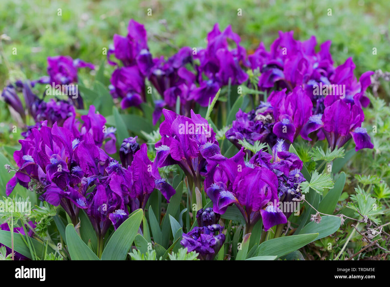 pygmy iris, dwarf Iris (Iris pumila), blooming in a meadow, Austria, Burgenland, Neusiedler See National Park Stock Photo