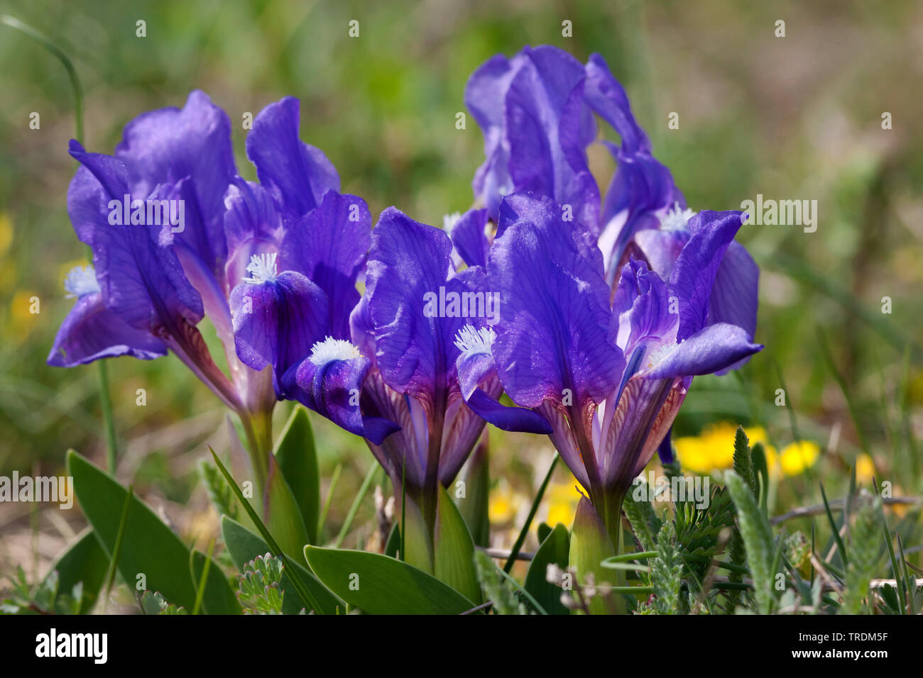 pygmy iris, dwarf Iris (Iris pumila), blooming, Austria, Burgenland, Neusiedler See National Park Stock Photo