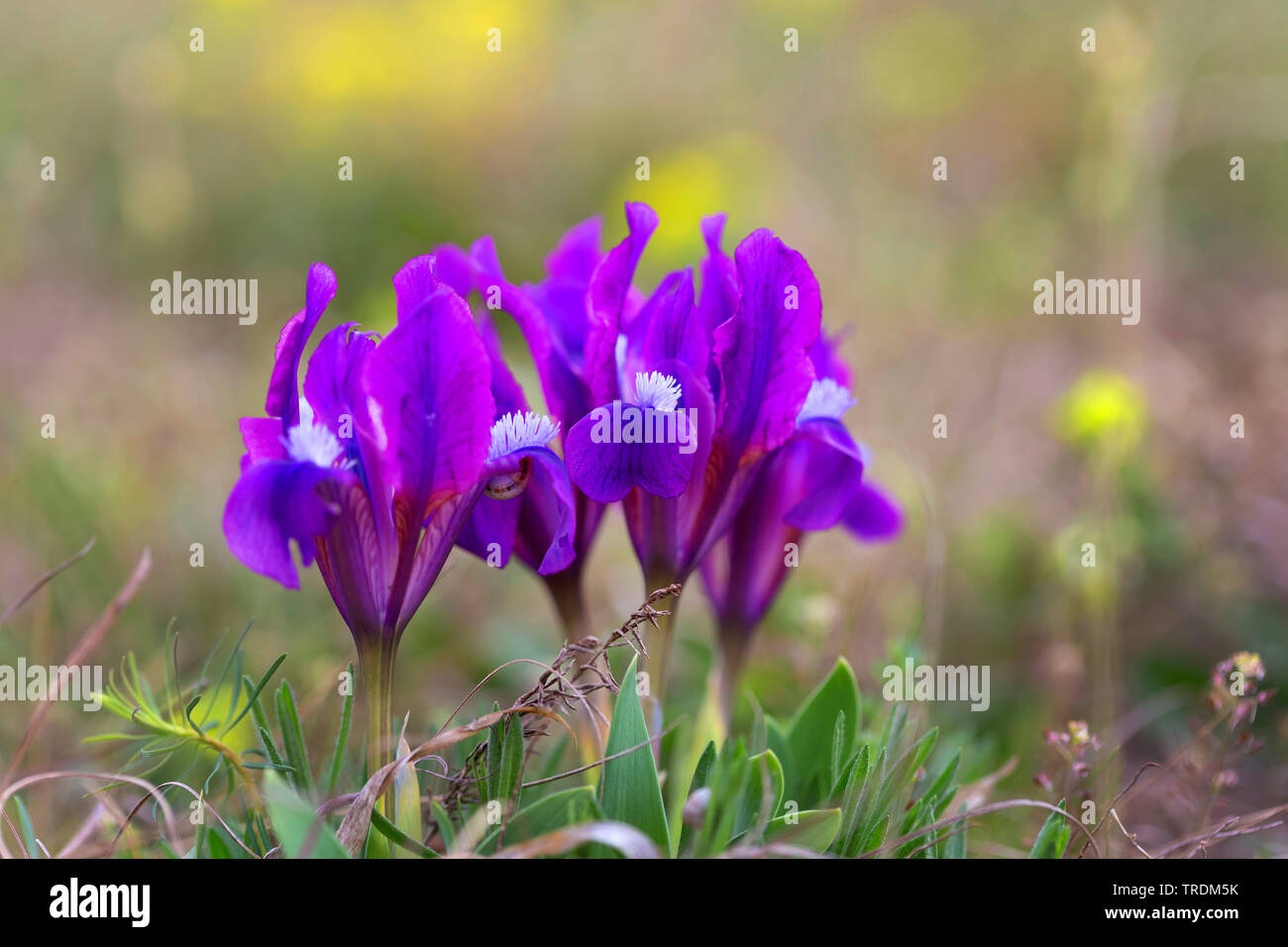pygmy iris, dwarf Iris (Iris pumila), blooming in a meadow, Austria, Burgenland, Neusiedler See National Park Stock Photo