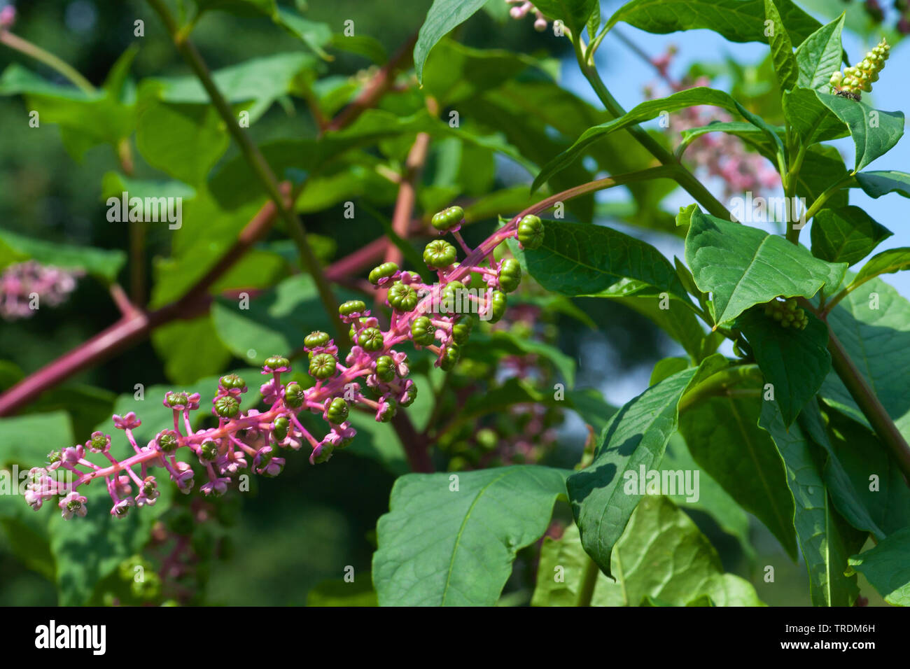 Common pokeweed, Virginian poke, American pokeweed, American nightshade, Inkberry, Pigeon berry, Pokeroot, Pokeweed, Pokeberry (Phytolacca americana, Phytolacca decandra), young infructescences, Germany Stock Photo