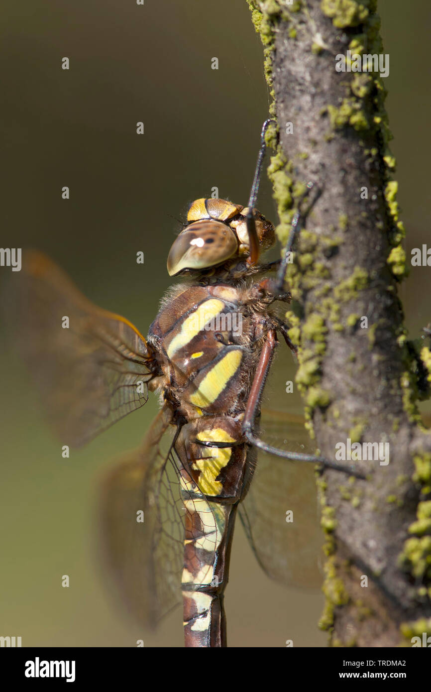 common aeshna, common hawker (Aeshna juncea), female, Netherlands