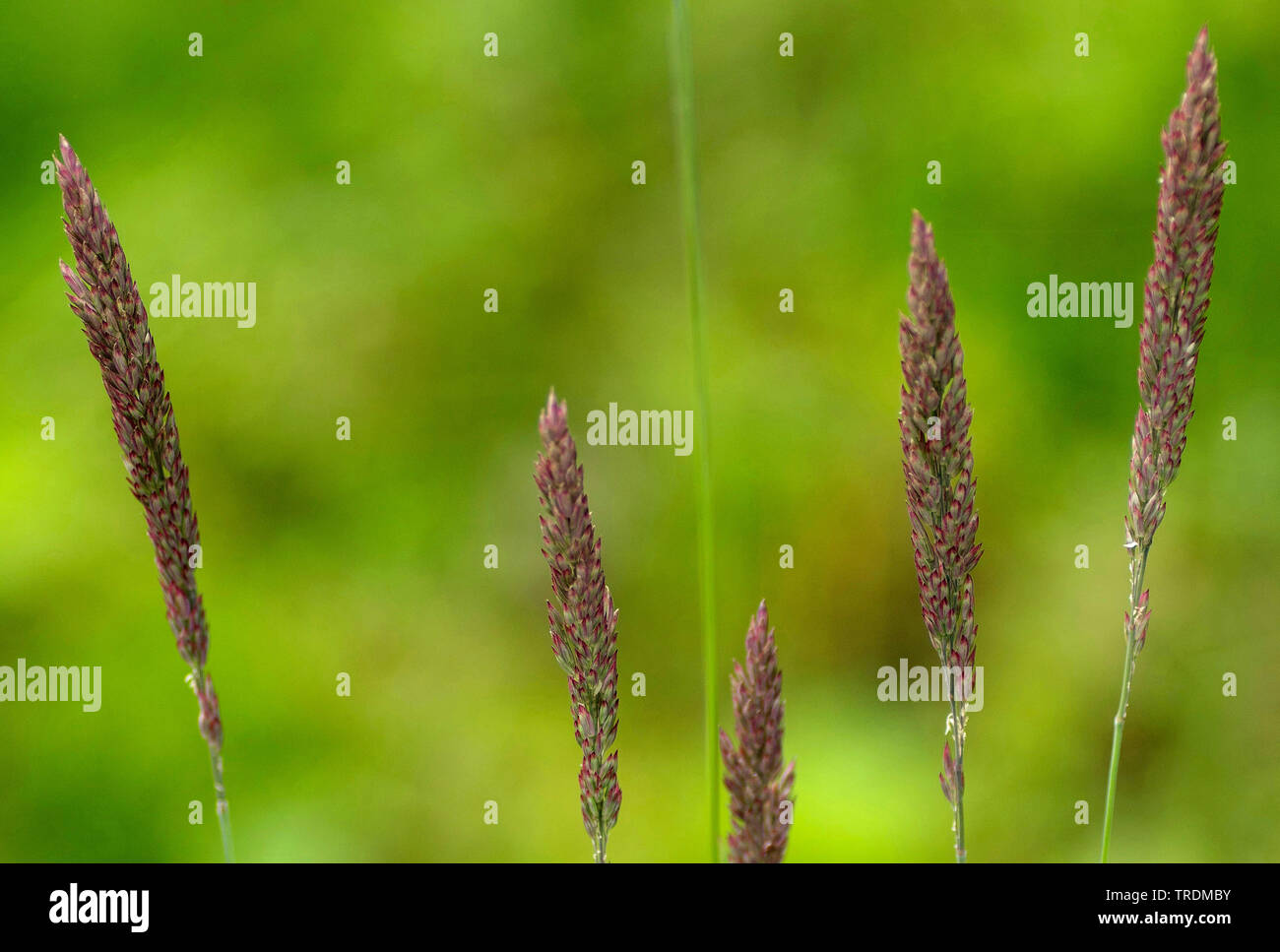 common velvet grass, Yorkshirefog, creeping velvetgrass (Holcus