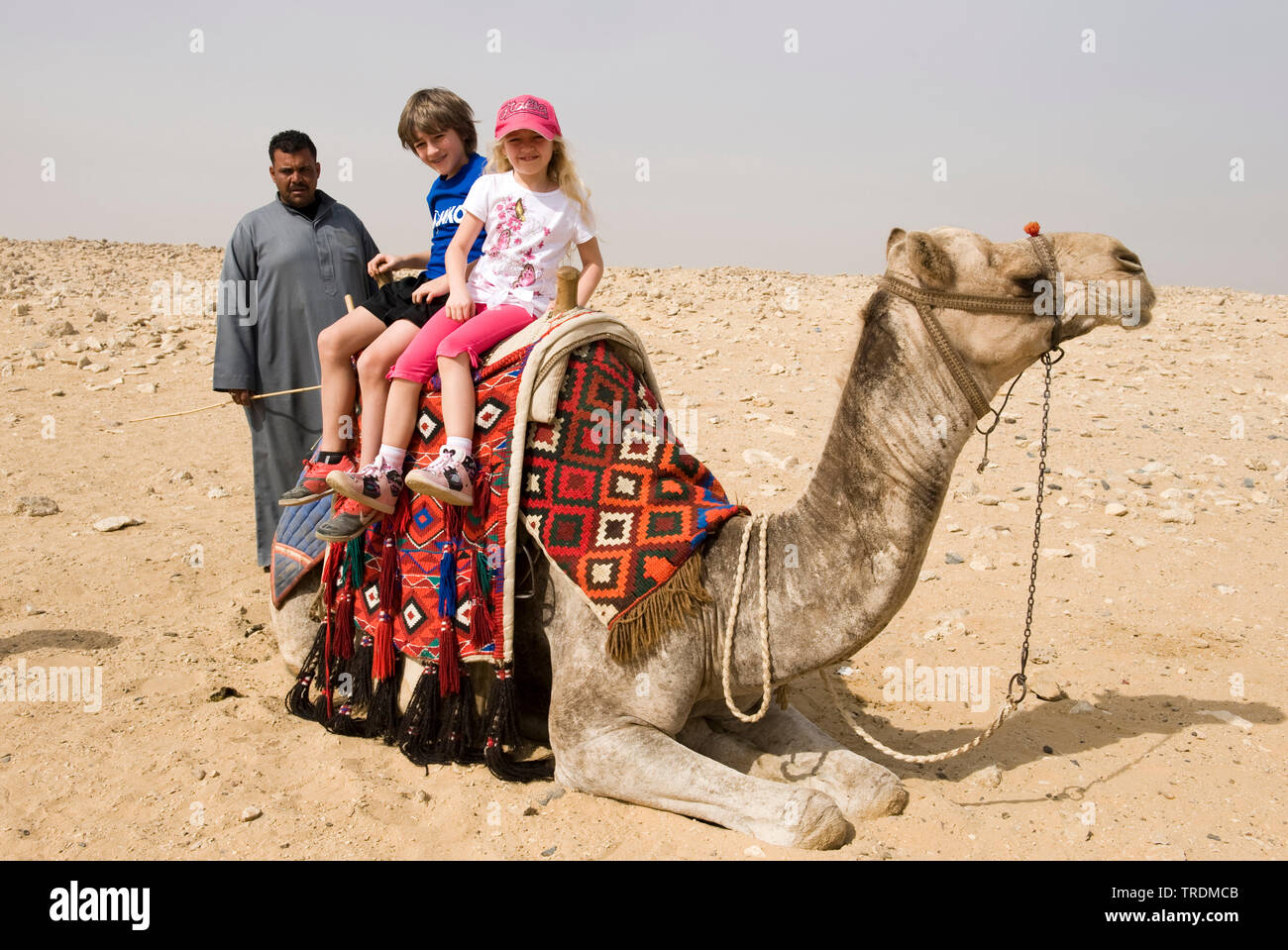 Bactrian camel, two-humped camel (Camelus bactrianus), tourists in Gizeh, Egypt, Gizeh Stock Photo