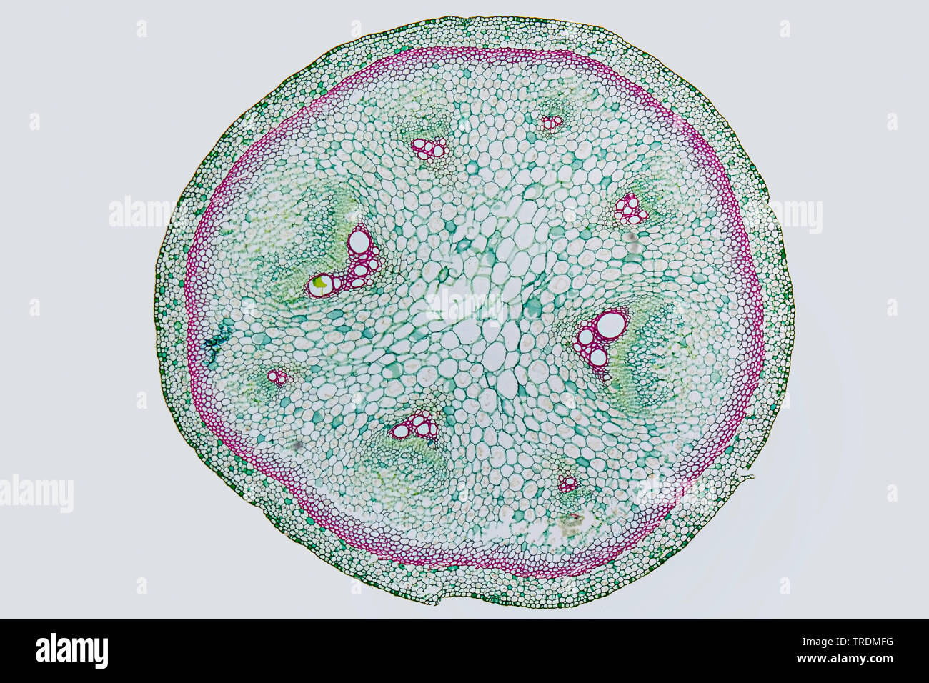 dutchman's pipe, pipe vine (Aristolochia macrophylla, Aristolochia sipho), cross section of a one-year old sprout, x 12 Stock Photo