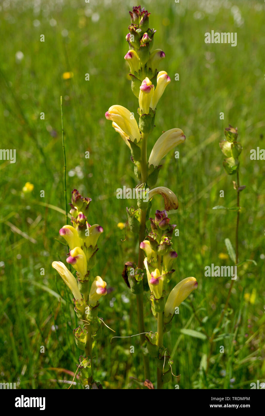 Moor-king, Moorking, Moor-king Lousewort, King Charles sceptre (Pedicularis sceptrum-carolinum), blooming, Germany, Bavaria, Murnauer Moos Stock Photo